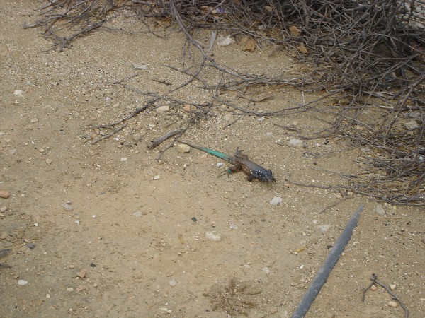PJ4/OM1ATT Bonaire  Island